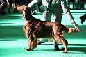 Crufts2011 049